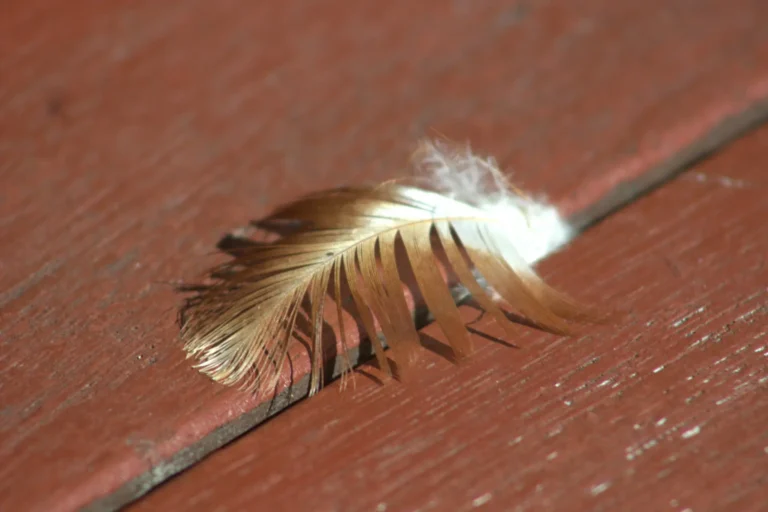 Bird Feathers Falling Out 1