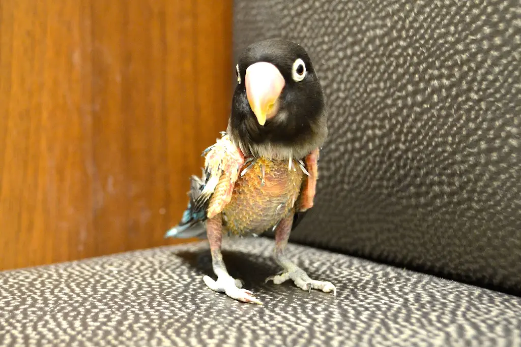 Bird with feather loss: home care guidelines and clinical monitoring