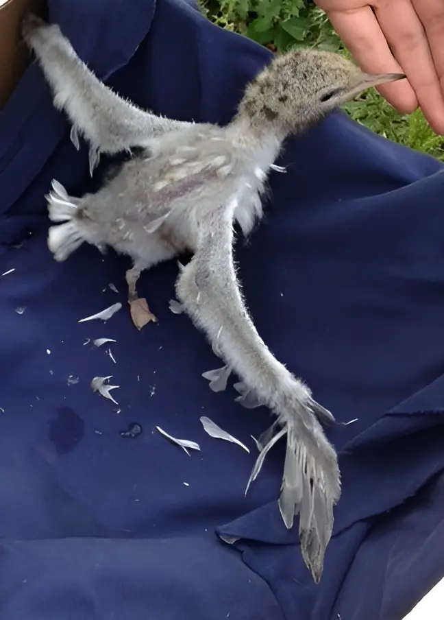Bird with severe feather loss showing emergency signs needing immediate avian veterinary care