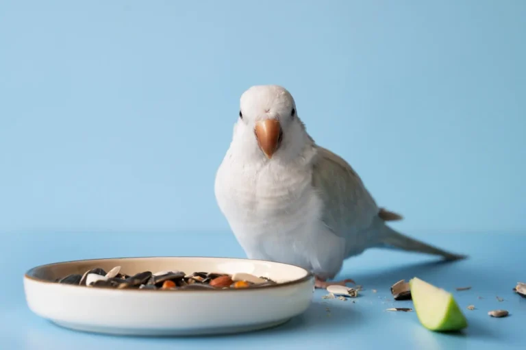 Bird Not Eating 1