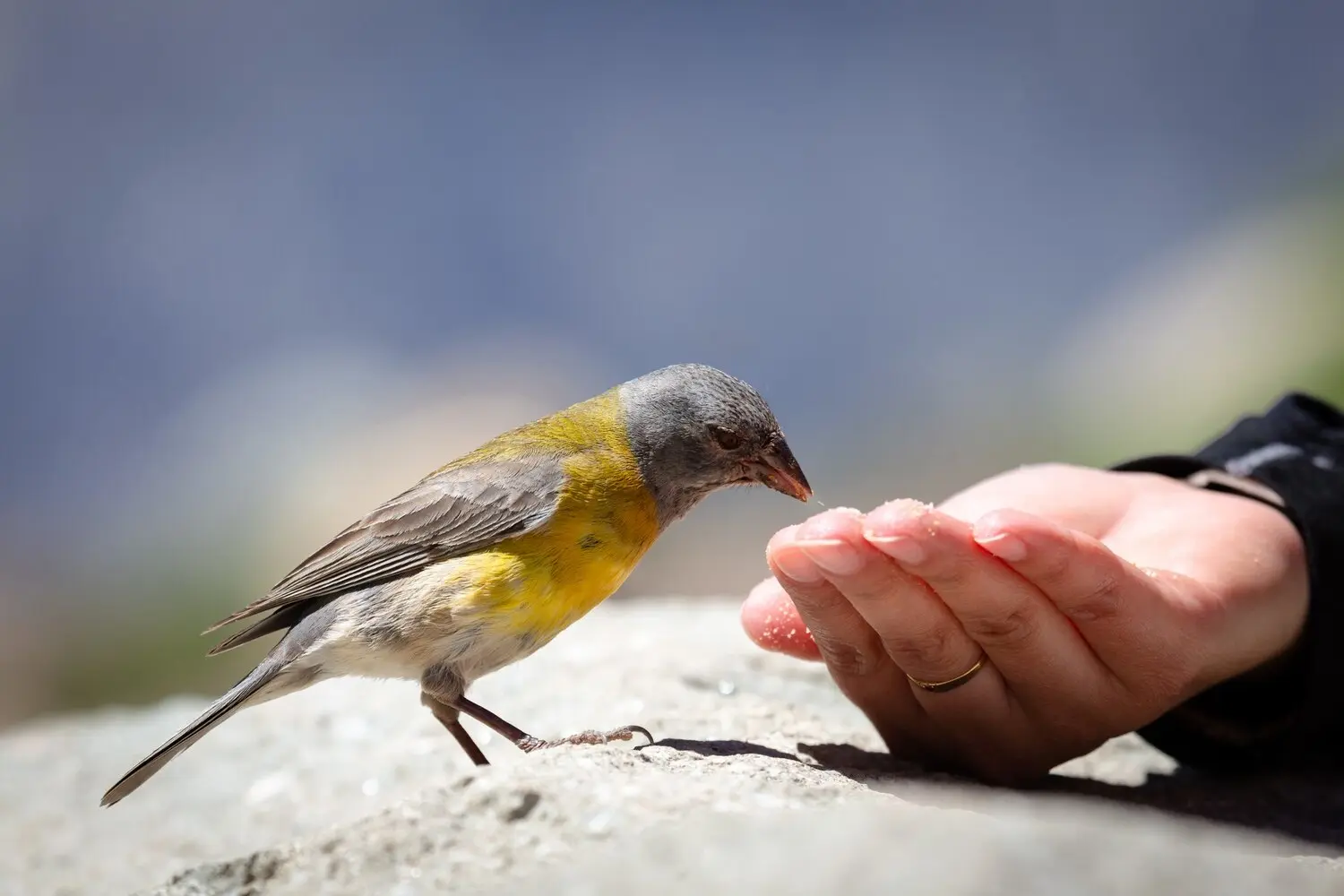 Bird with appetite loss: home care guidelines and clinical monitoring