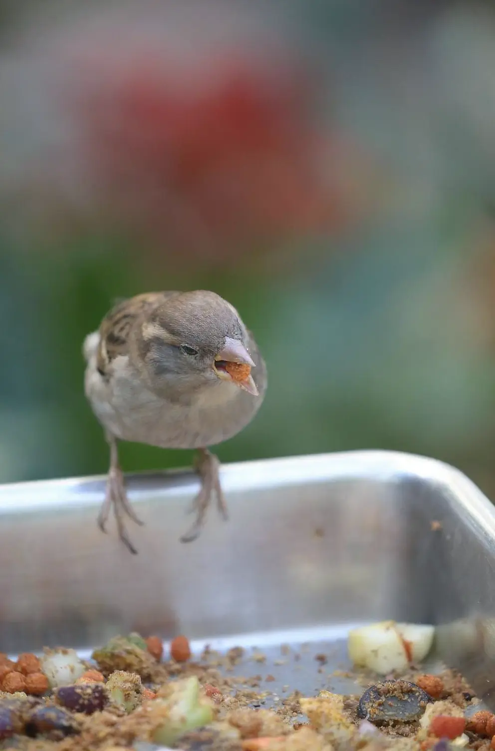 Bird with anorexia showing emergency signs needing immediate avian veterinary care