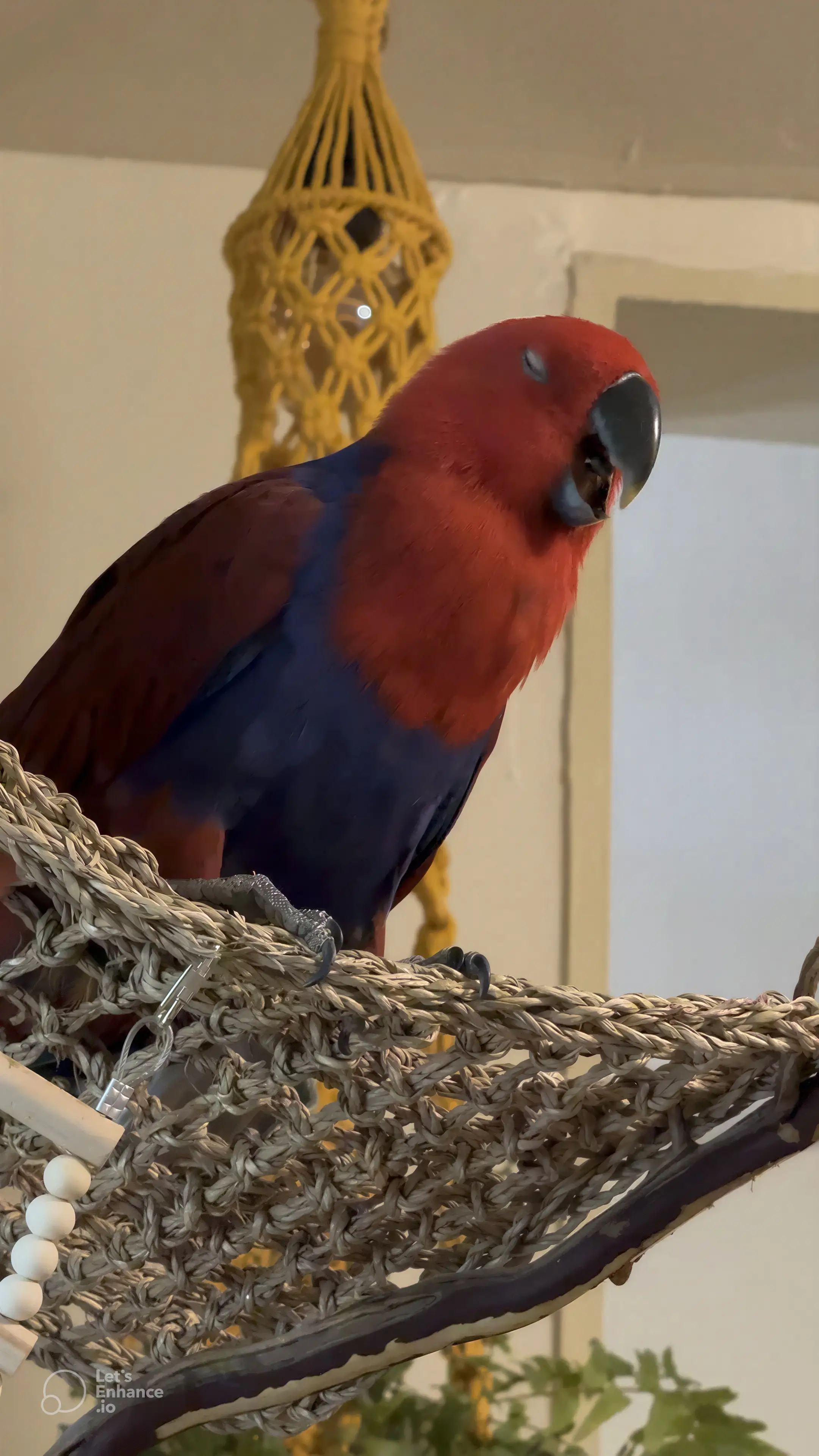 Bird sneezing: home care guidelines and clinical monitoring