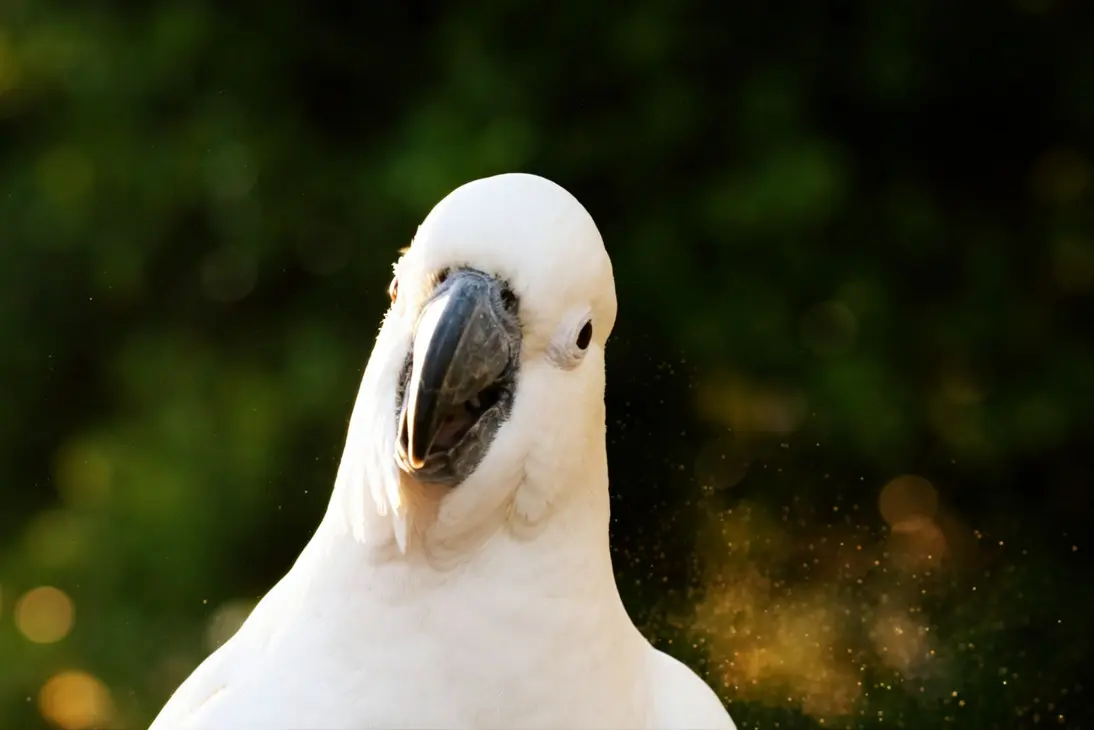 Bird with persistent sneezing showing emergency signs needing immediate avian veterinary care
