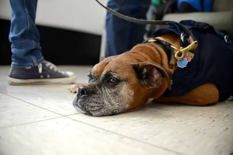 Boxer Heart Problems 1