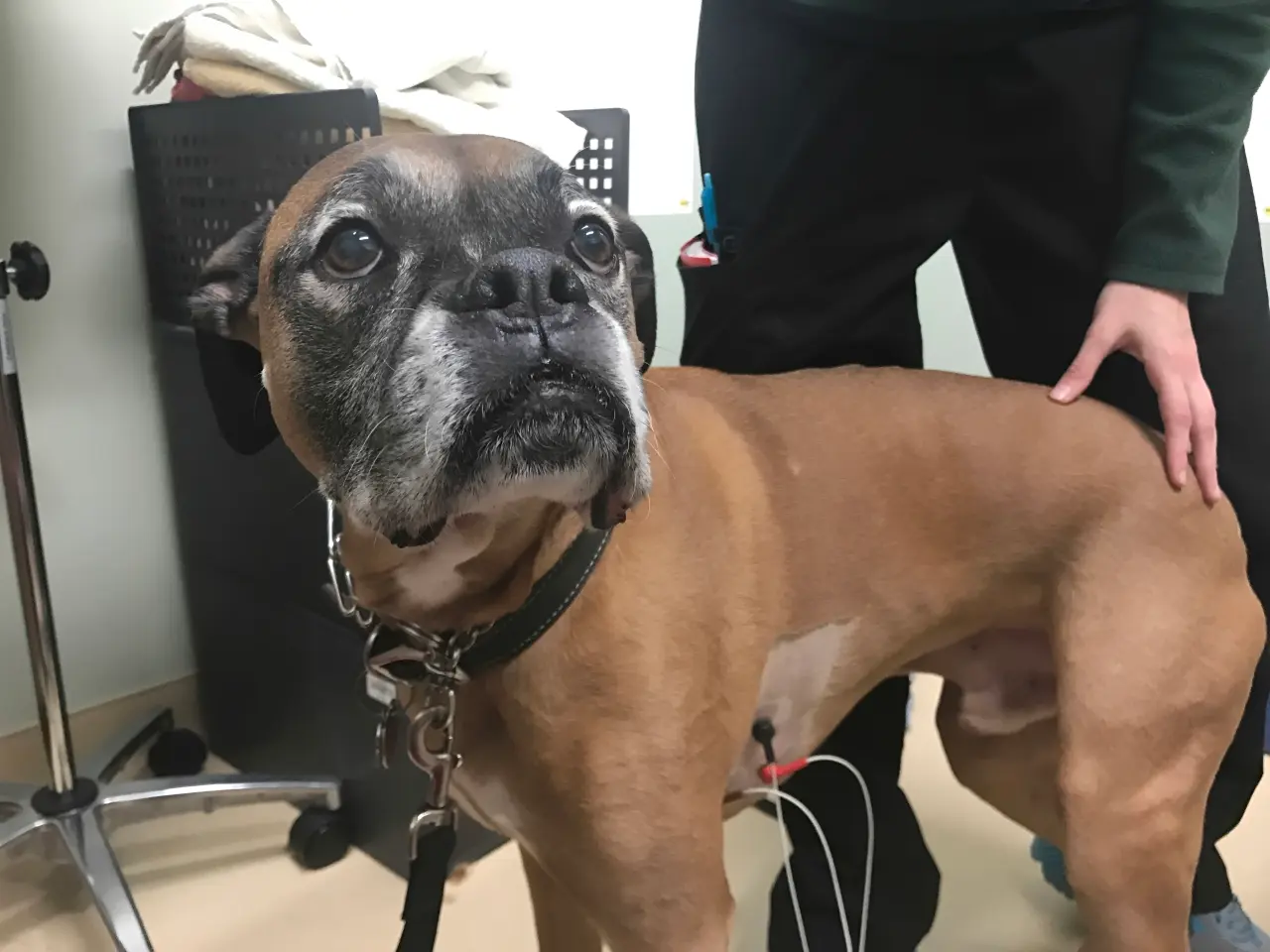 Emergency signs of severe heart issues in Boxers requiring immediate veterinary care