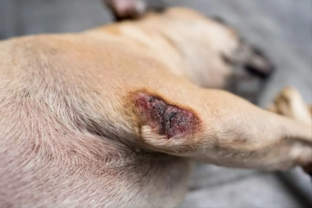 Emergency signs of severe skin issues in Bulldogs requiring immediate veterinary care
