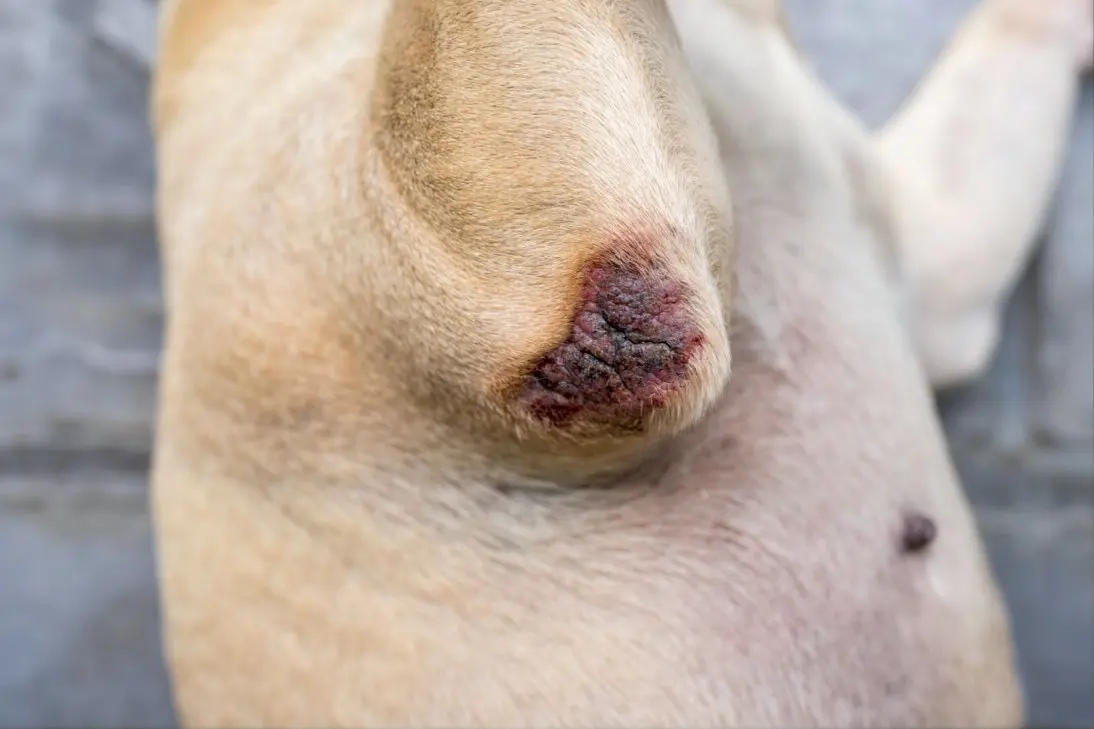 Bulldog skin problems: clinical assessment and triage support