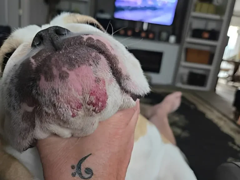 Bulldog Skin Problems 3