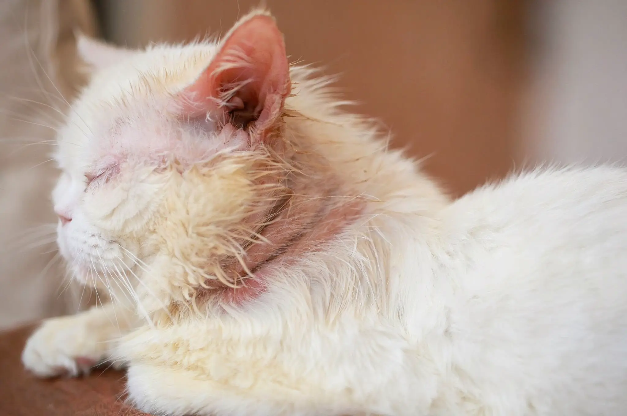 Emergency signs of severe anemia and blood loss in cats requiring immediate veterinary care
