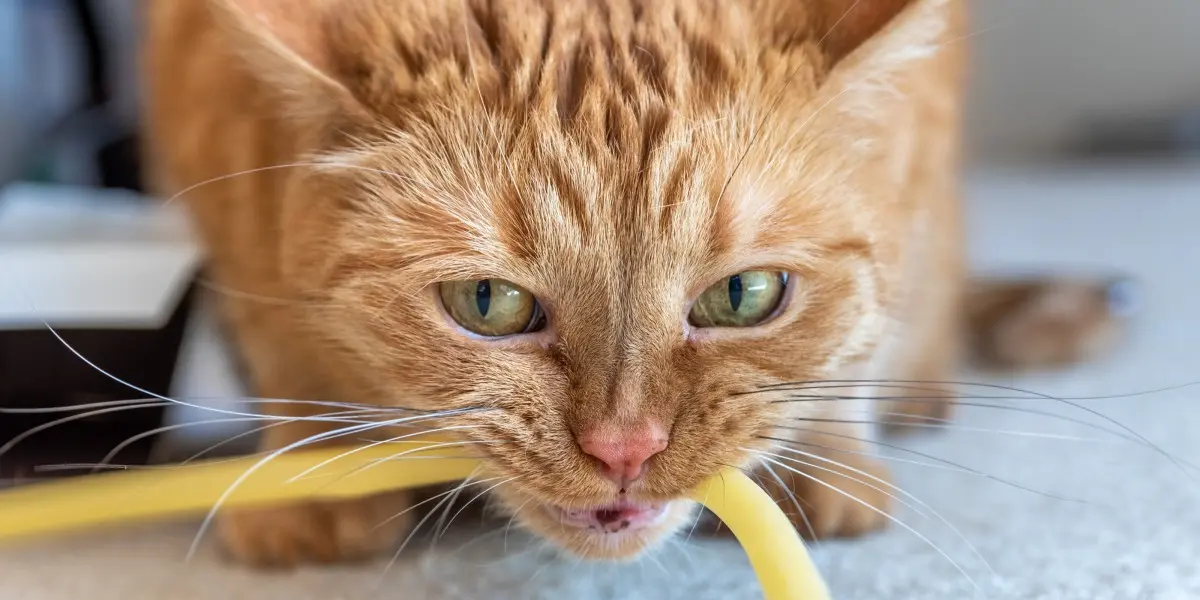 Severe toxic ingestion in cats requiring emergency care showing seizures, respiratory distress, and collapse