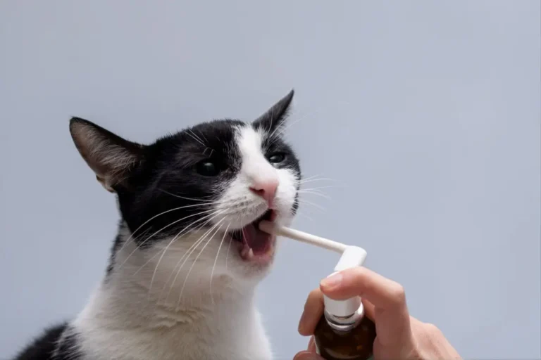 Cat Bad Breath 1