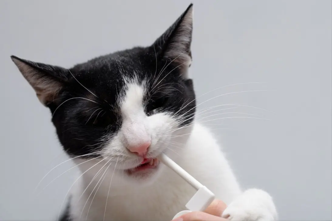 Cat with dental disease showing signs of halitosis: clinical assessment and triage support