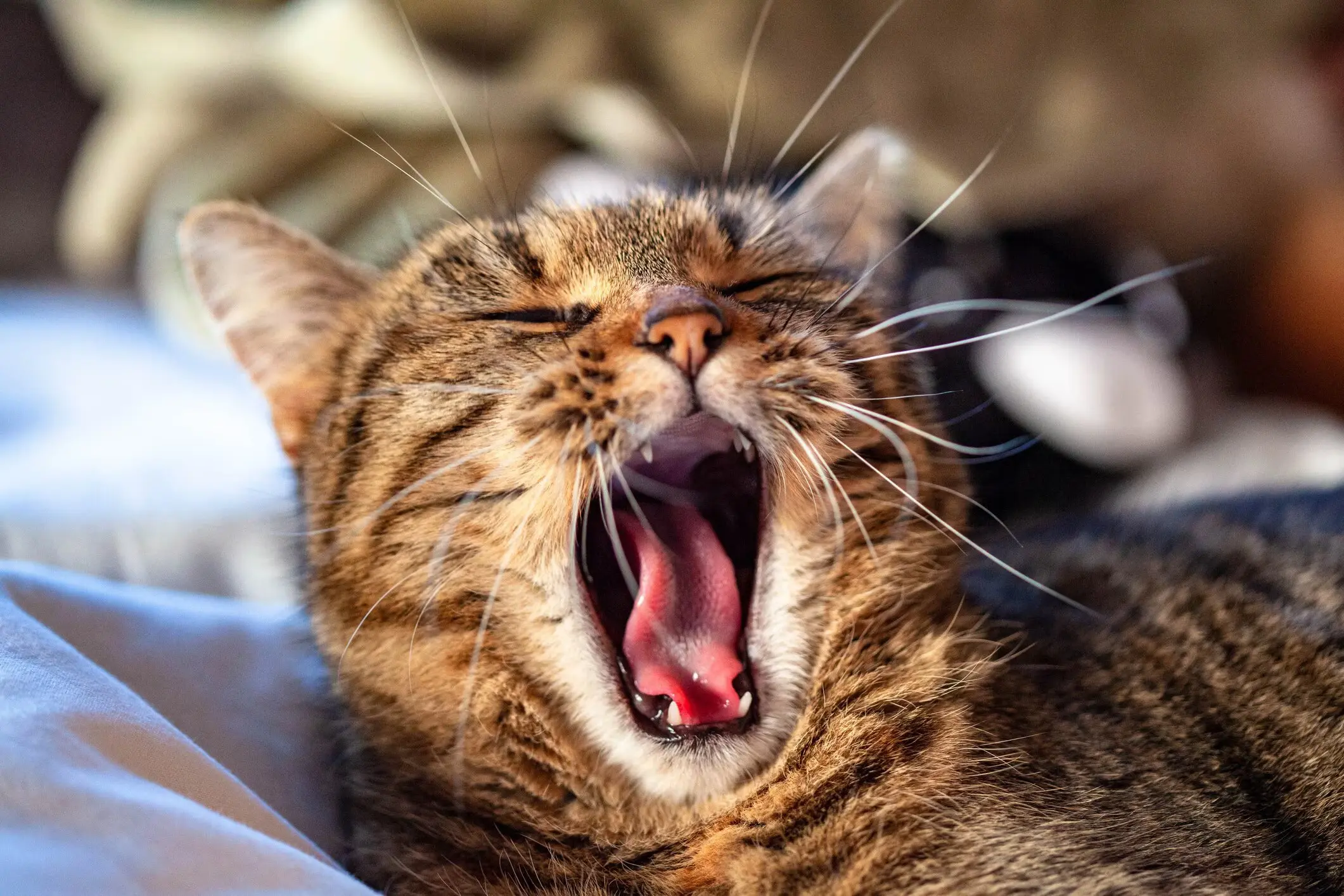 Emergency signs of severe dental disease and halitosis in cats requiring immediate veterinary care