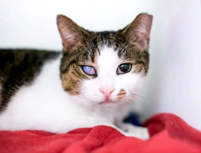Cat Blind Symptoms 1