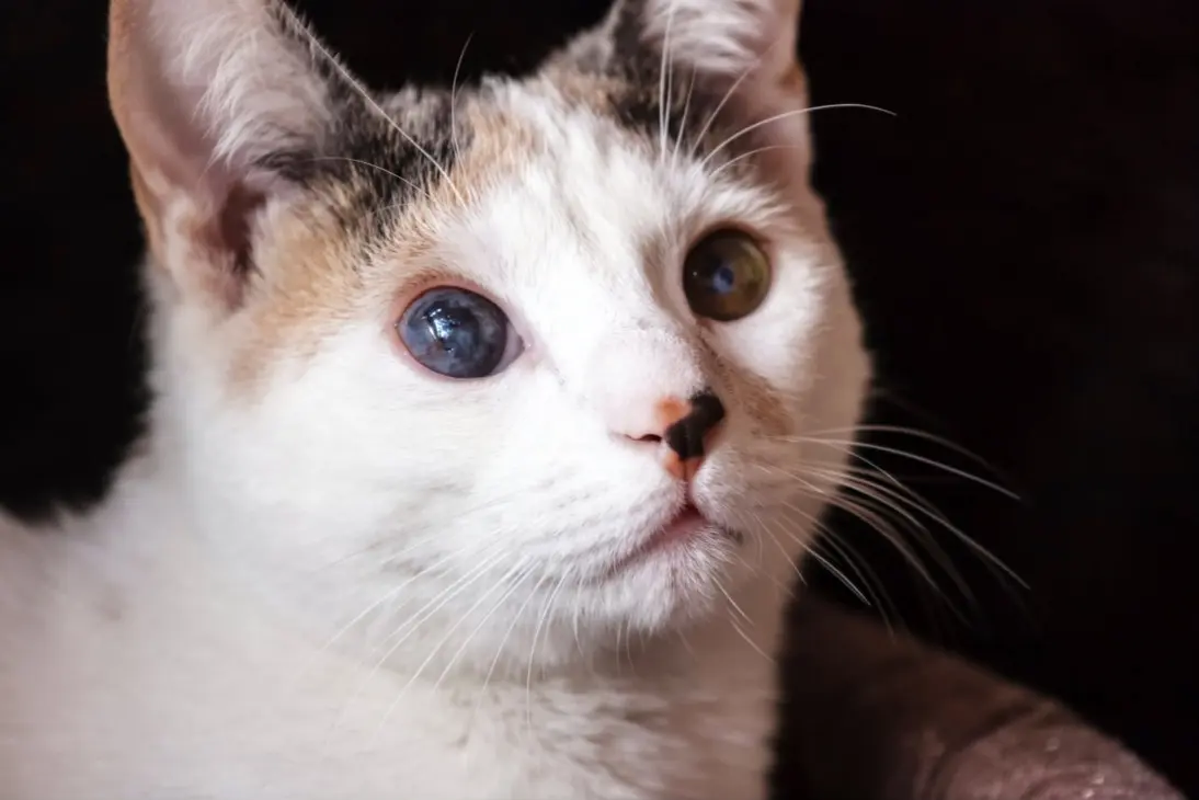 Cat showing signs of blindness: clinical assessment and triage support