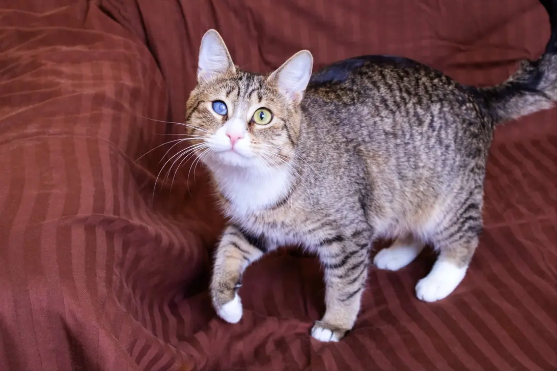 Cat showing signs of blindness or vision loss requiring immediate emergency veterinary care