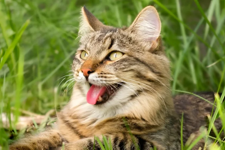Cat Breathing Fast 1