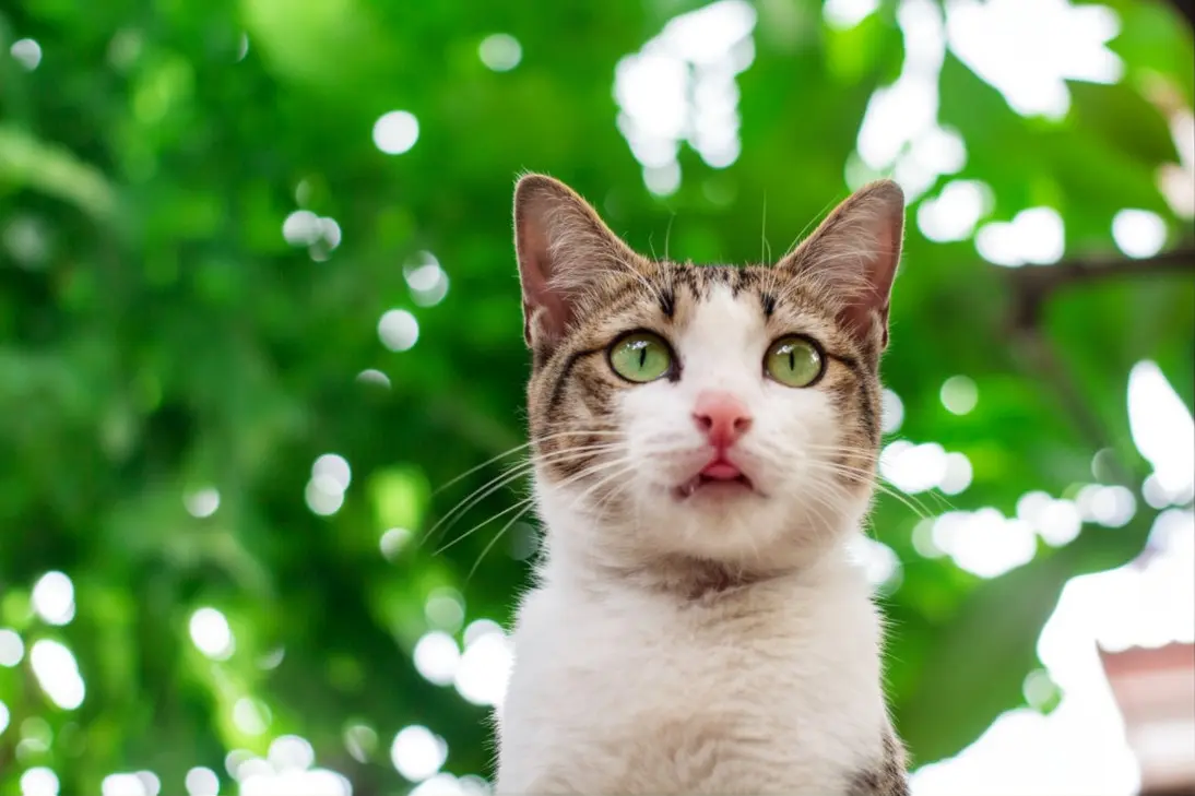 Cat breathing fast: emergency care and monitoring guidelines