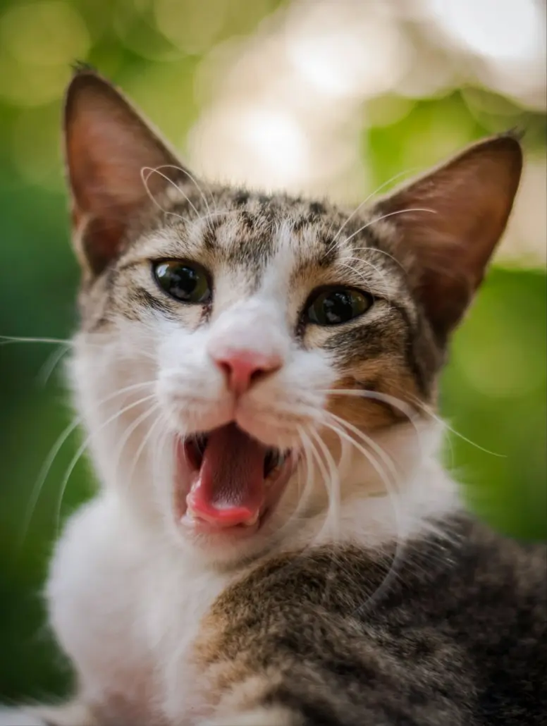 Cat with rapid breathing showing emergency signs needing immediate veterinary care