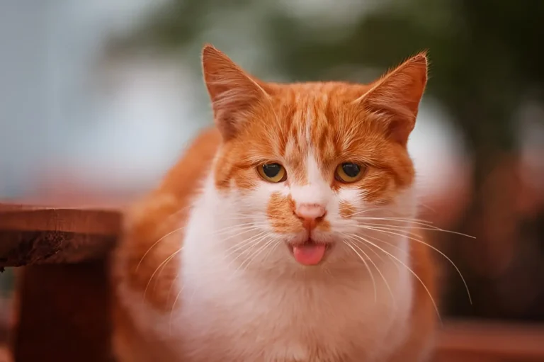 Cat Breathing Heavy 1