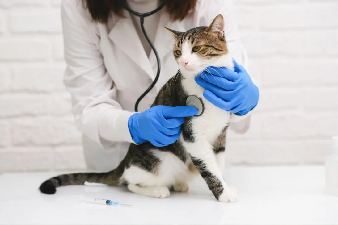 Cat breathing heavy: clinical assessment and triage support
