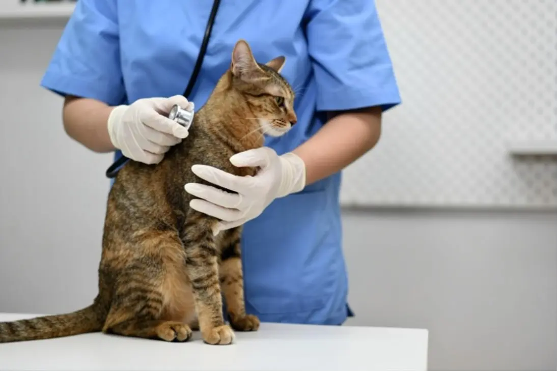 Emergency signs of severe respiratory distress in cats requiring immediate veterinary care