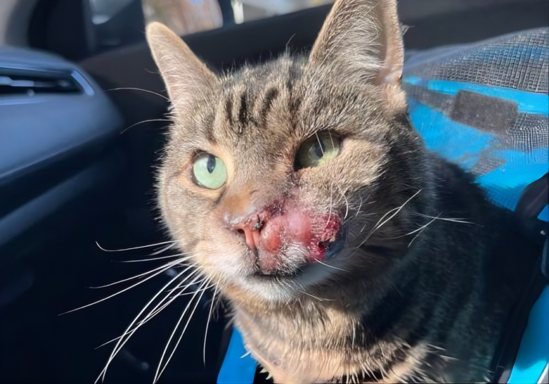 Cat Cancer Symptoms 1