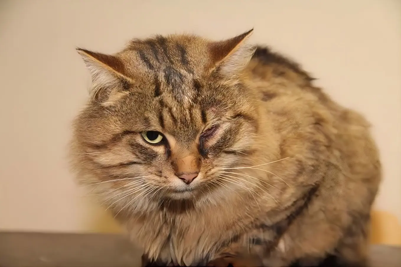 Cat showing signs of cancer including a visible mass and weight loss requiring clinical assessment