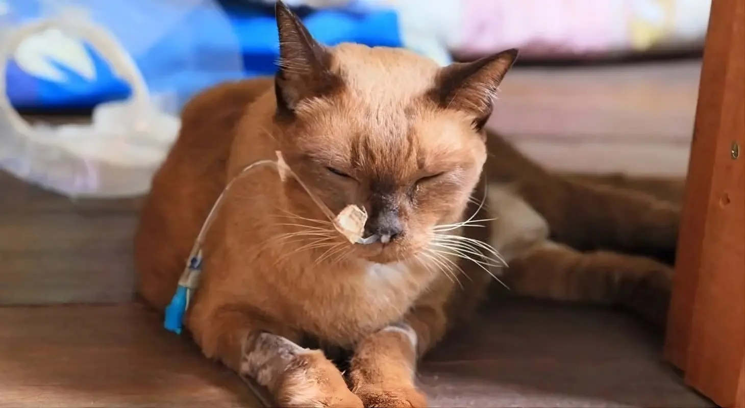 Emergency signs of severe cancer complications in cats requiring immediate veterinary care