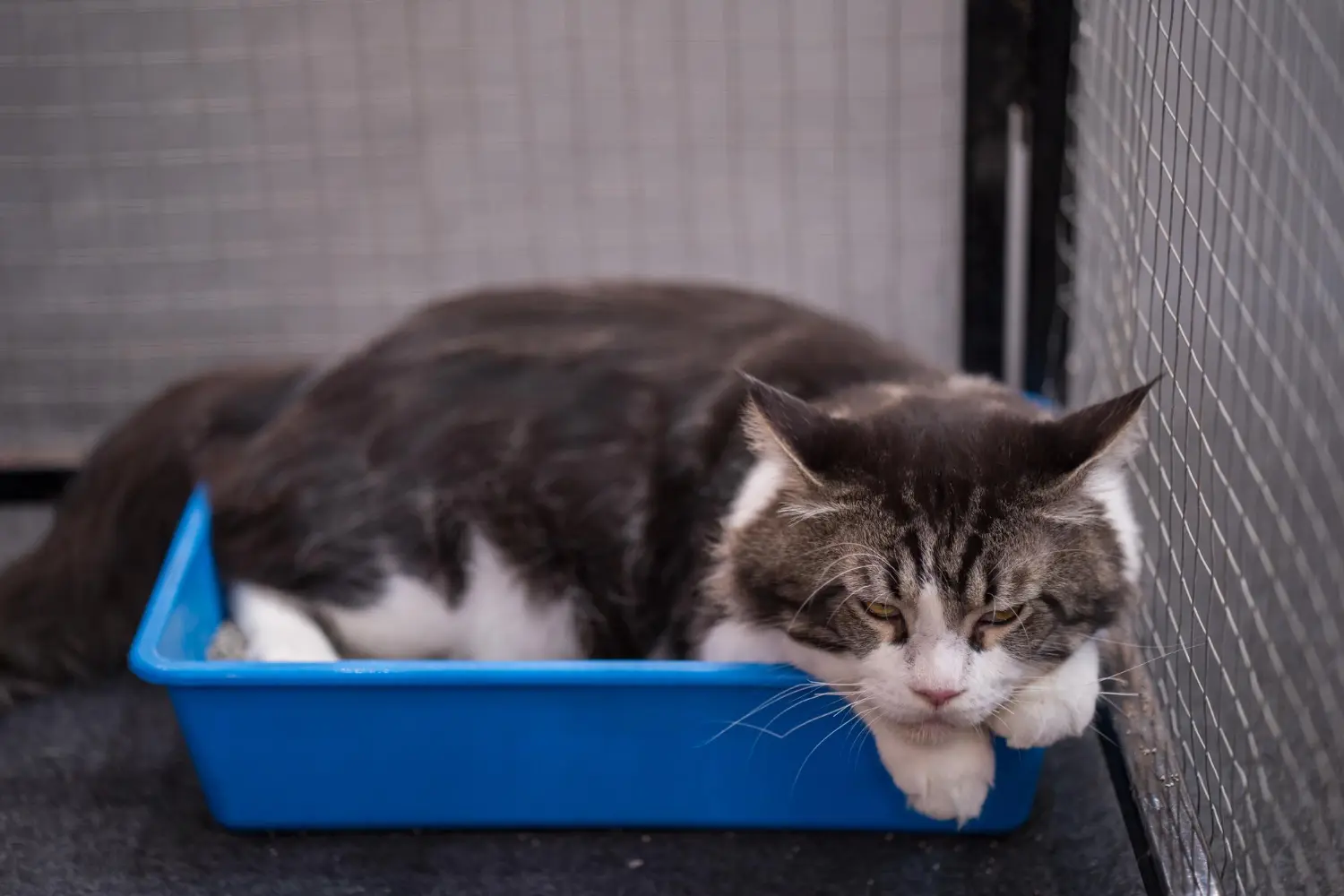 Cat showing signs of constipation including straining and abdominal discomfort requiring clinical assessment