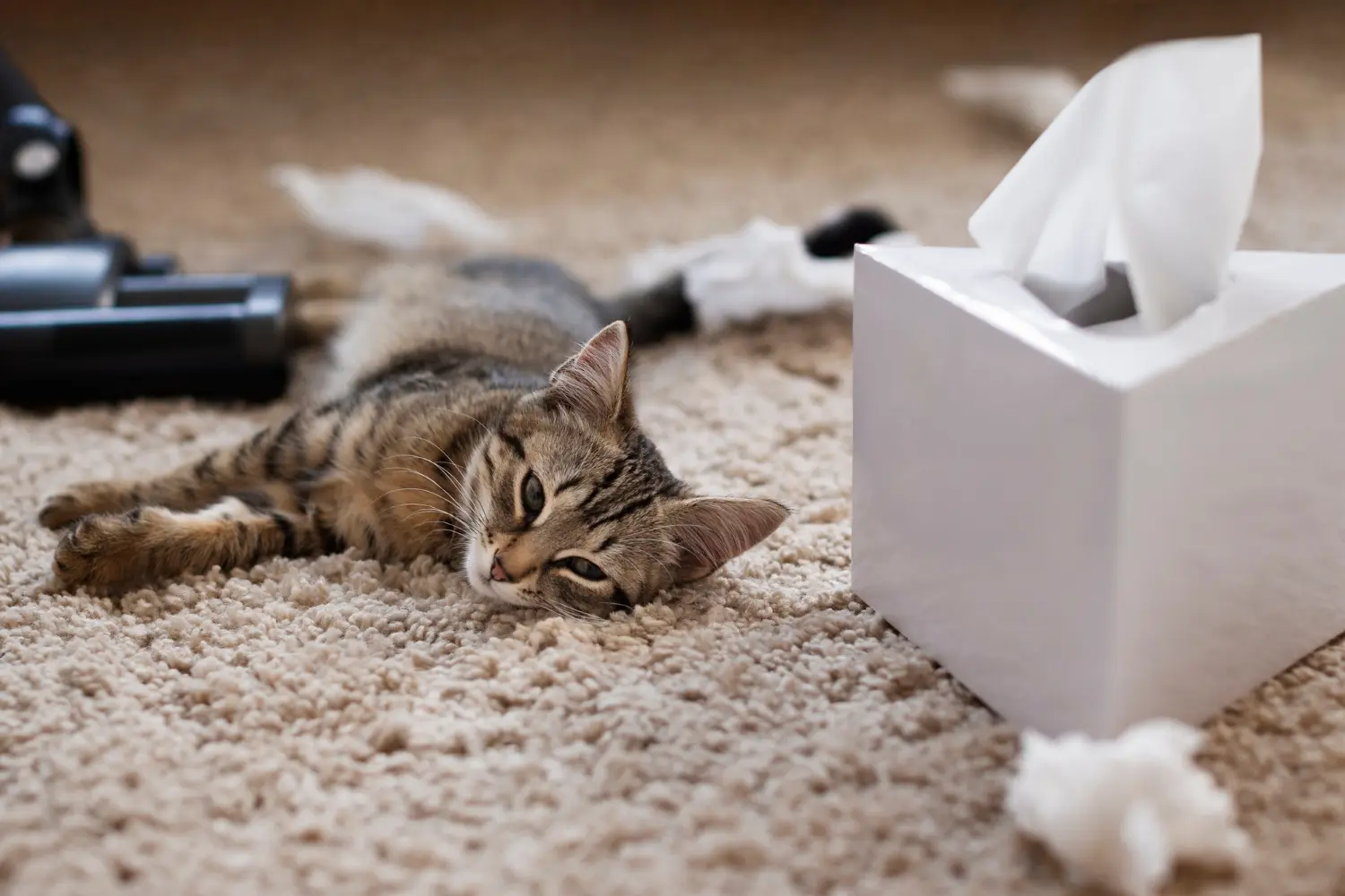Emergency signs of severe constipation and obstipation in cats requiring immediate veterinary care