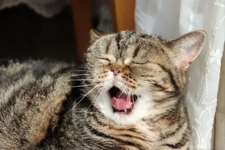 Cat Coughing 1