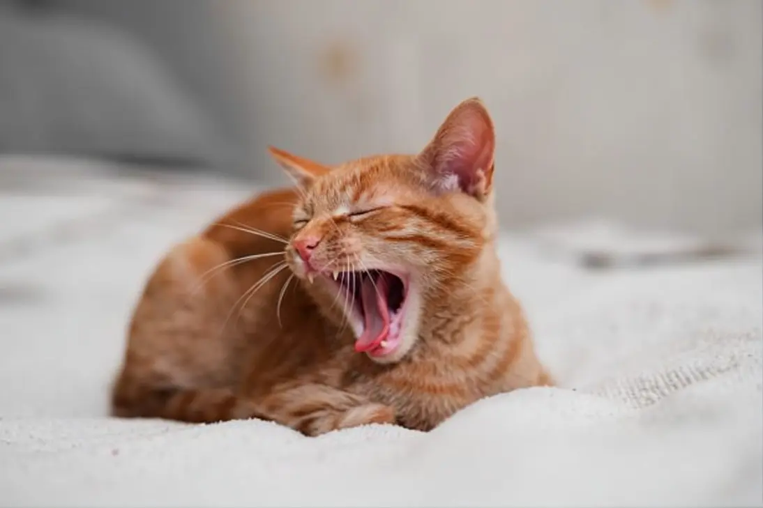 Cat coughing: clinical assessment and triage support