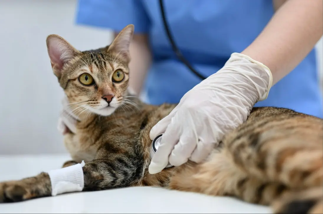 Emergency signs of severe coughing and respiratory distress in cats requiring immediate veterinary care
