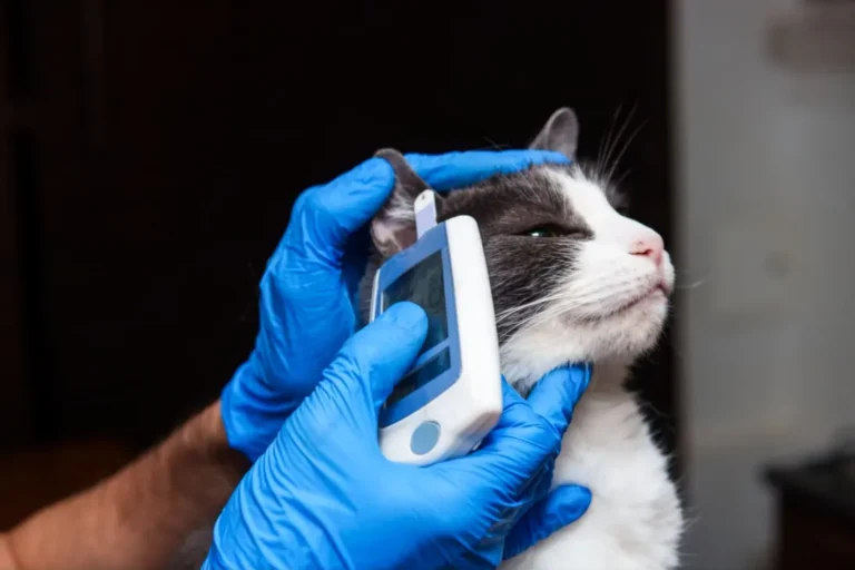 Cat Diabetes Symptoms 1