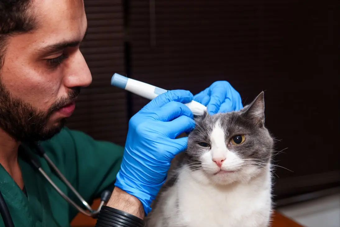 Cat showing signs of diabetes including weight loss and increased thirst requiring clinical assessment