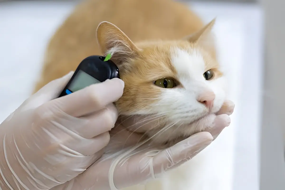 Emergency signs of severe diabetic ketoacidosis and complications in cats requiring immediate veterinary care