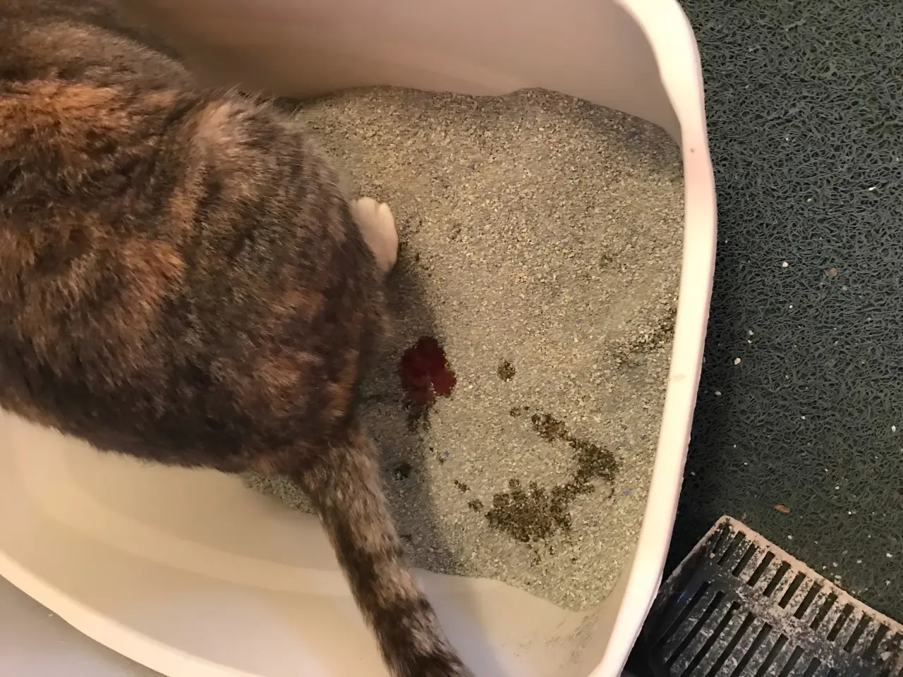 Emergency signs of severe bloody diarrhea in cats requiring immediate veterinary care