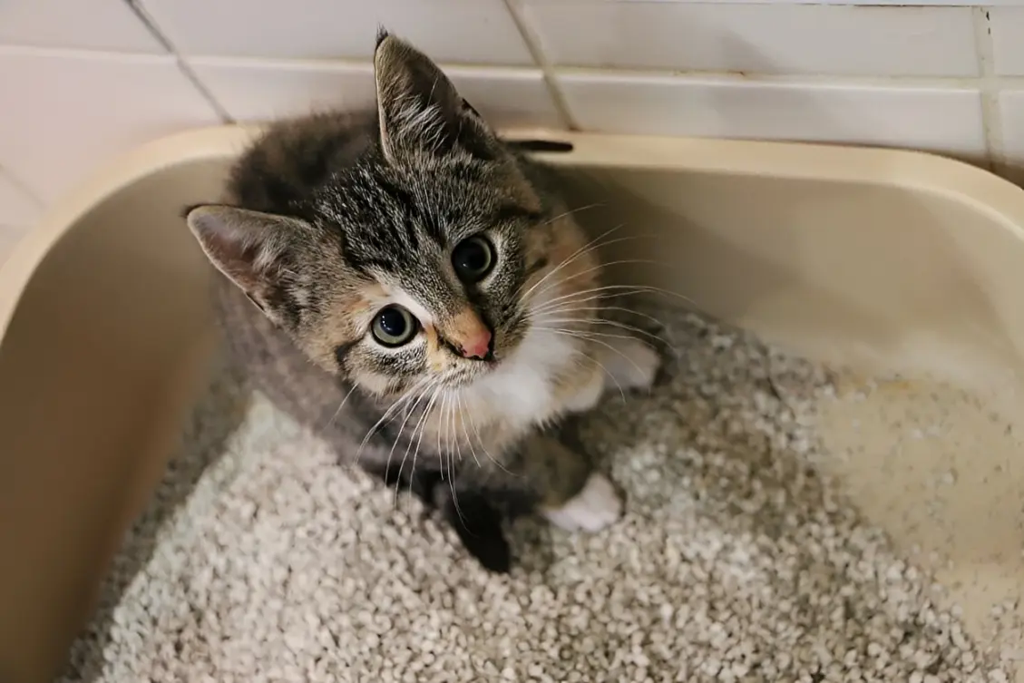 Cat diarrhea with blood: clinical assessment and triage support