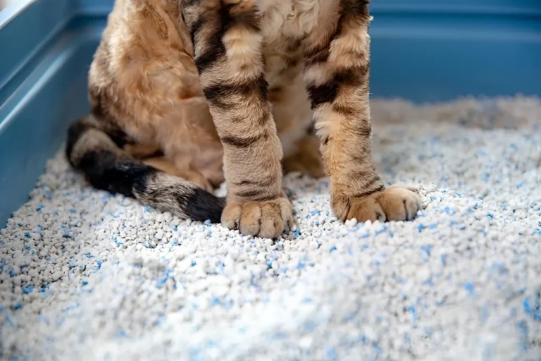 Cat Diarrhea With Blood 3