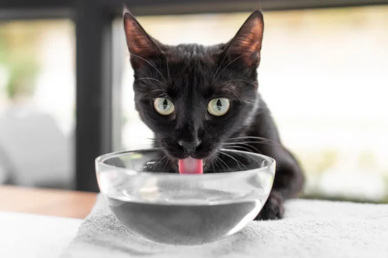 Cat Drinking Too Much Water 1