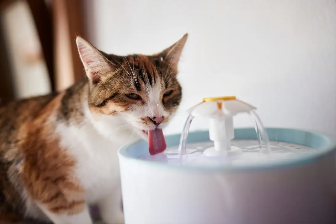 Cat drinking excessive water: home care guidelines and clinical monitoring