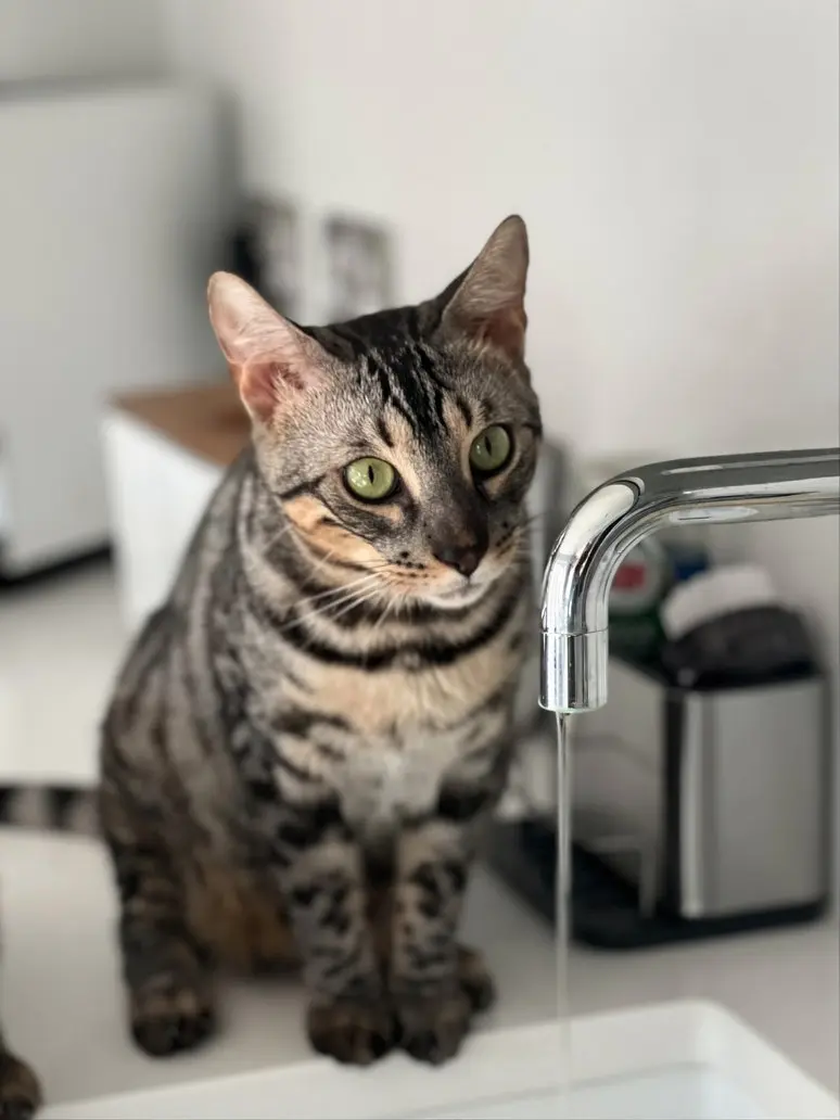 Cat with excessive thirst showing emergency signs needing immediate veterinary care