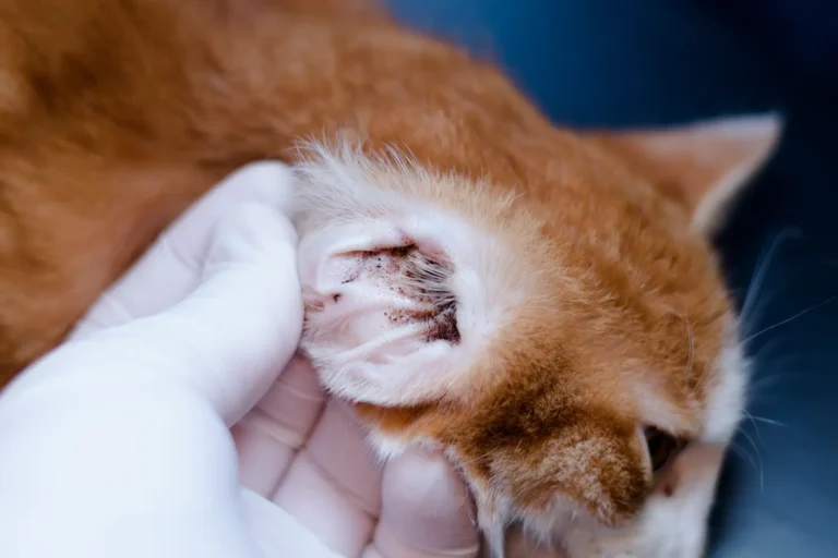 Cat Ear Mites 1