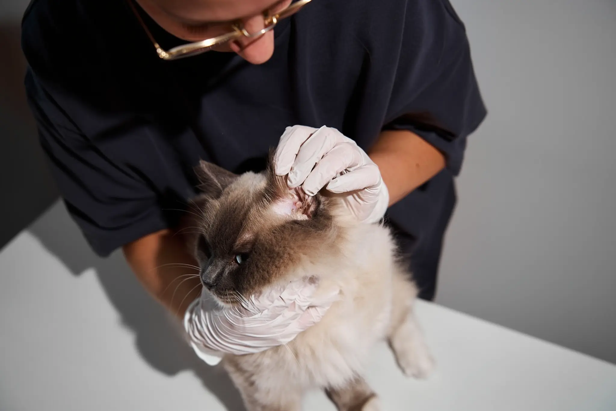 Cat showing signs of ear mites including head shaking and dark ear debris requiring clinical assessment