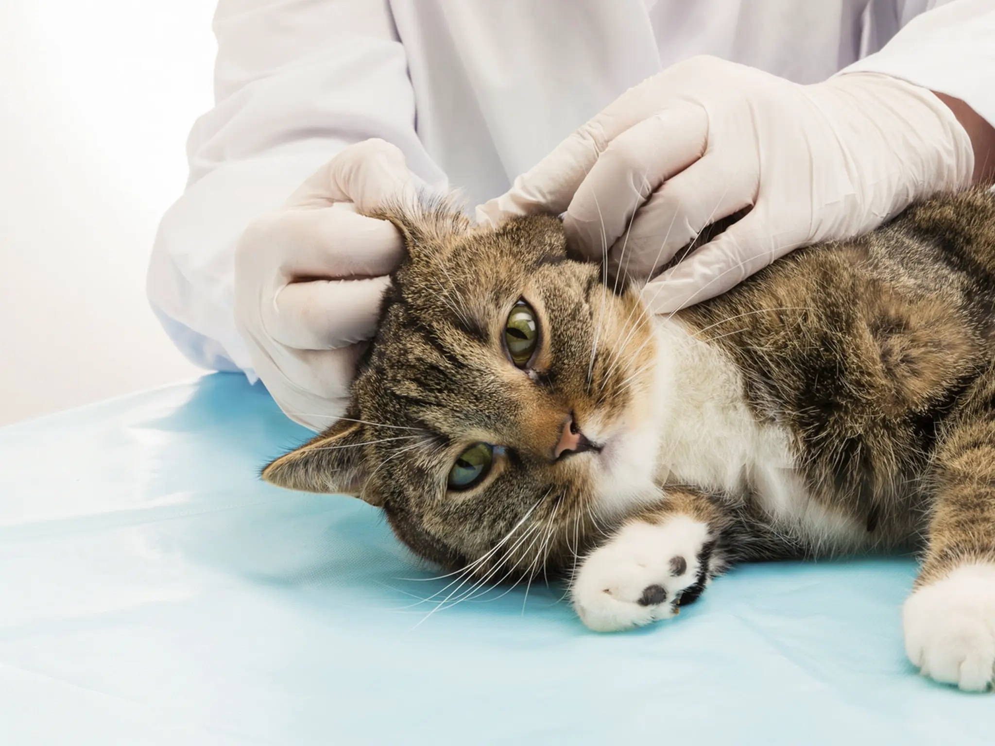 Severe ear mite infection in cats requiring prompt veterinary care showing head tilt and ear inflammation