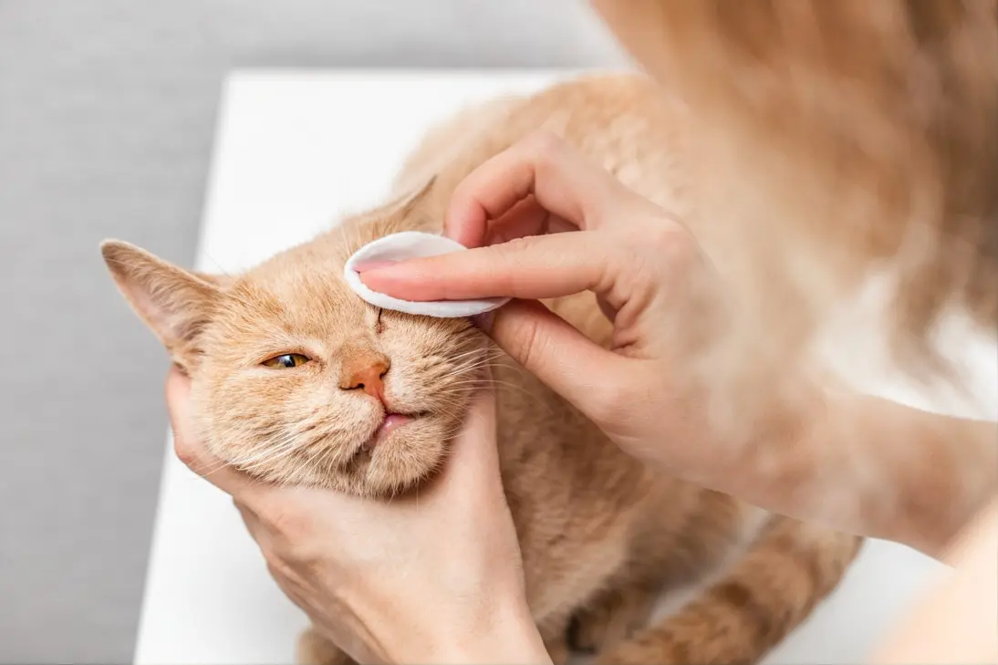 Cat with swollen eye: home care guidelines and clinical monitoring