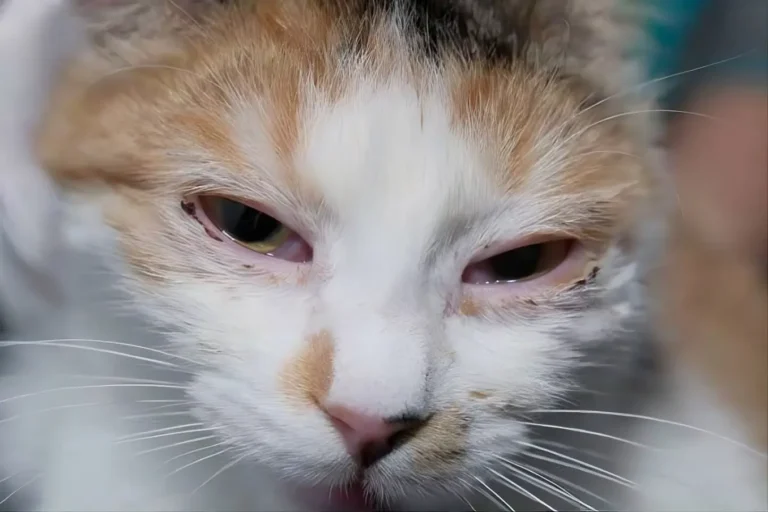 Cat Eye Swollen 1