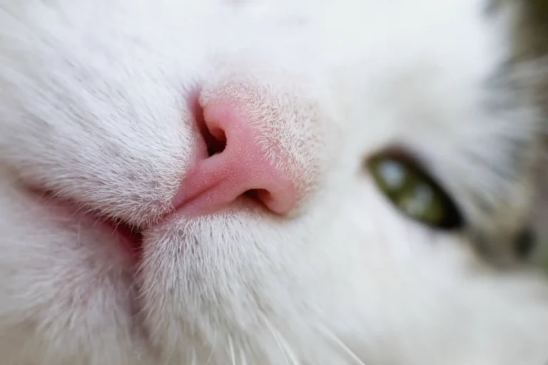 Cat Fever Symptoms 1 1